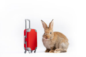 Need a break this Spring Break? Book early and save! Watch for Helijet’s low 14-day advance booking fares. From March 14 to April 6, 2026 the Easter Bunny in loading his basket with some great one-way fares! Fly between Victoria Harbour & Downtown Vancouver Harbour from $185* or Nanaimo Harbour & Downtown Vancouver Harbour from $103*. (*one-way adult fare including tax & fees) If the spectacular views flying over the Salish Sea aren’t enough, all Helijet fares offer the same great service and added amenities you expect from British Columbia’s only scheduled helicopter airline! • Earn 250 Aeroplan Points On All One-Way Fares • Twin-Engine, Instrument Flight Rules (IFR) Capable 12-Passenger Sikorsky S76 Helicopters Operated by Two Pilots • Free Parking at Vancouver Harbour, Victoria Harbour & Nanaimo Harbour Terminals (2 days parking included with fares) • Fast Check-In: Arrive Minimum 20 Minutes Prior to Departure • Generous Baggage Allowance: Two Pieces Up to 50 lbs/ 22.6kgs • Comfortable VIP Lounges • Complimentary Grab & Go Snacks, Local Beer & Wine, Nespresso Coffee & more • Courtesy Drop-Off Shuttle Vans Upon Arrival at Your Destination