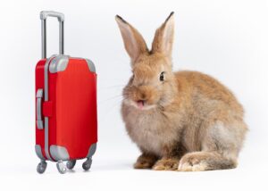 Lovely rabbits with luggage on white background., Easter animal rabbit travel concept.