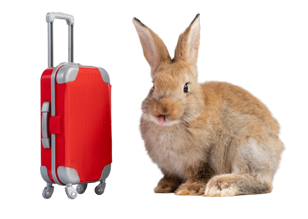 Travel Bunny - png