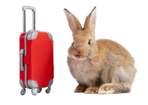 Travel Bunny - png