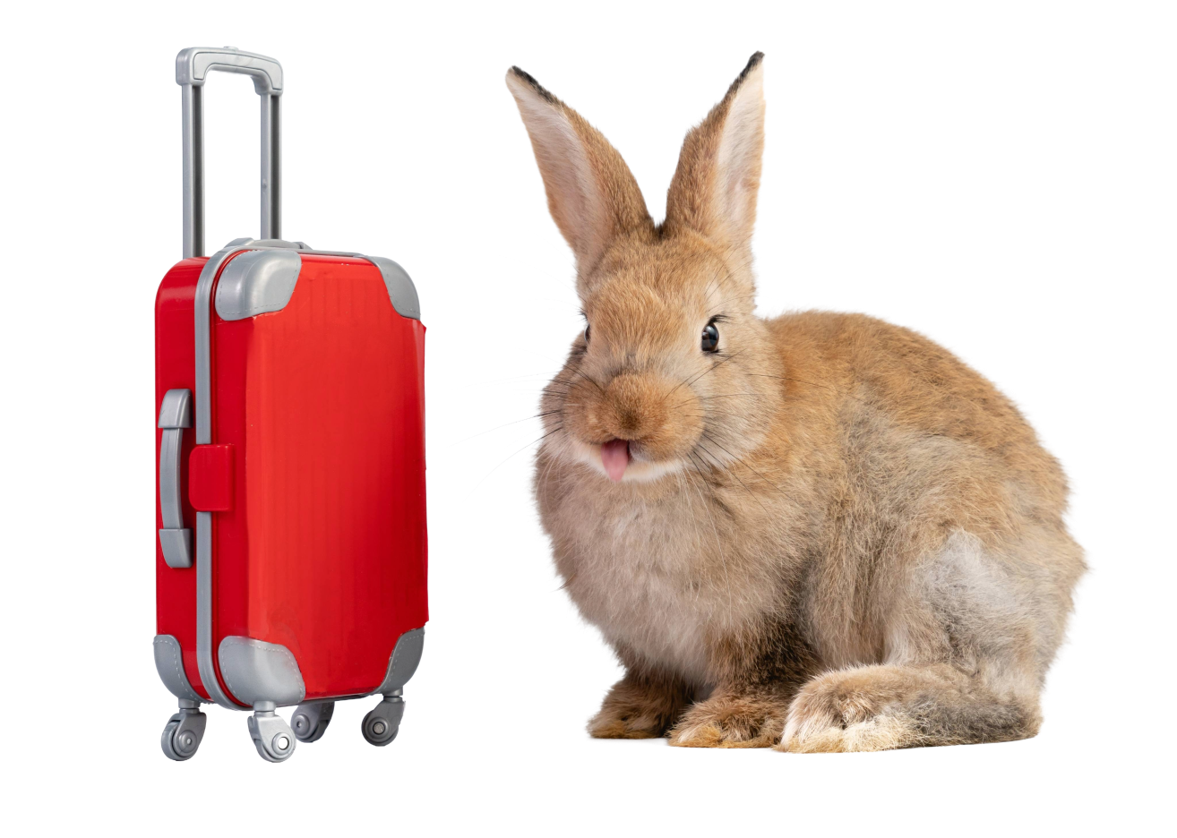 Travel Bunny - png